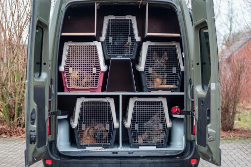 Une fois le contrôle des puces et des passeports effectué par le vétérinaire, les chiens sont embarqués dans un véhicule pour être acheminés au 132e bataillon de cynophile de l'armée de terre, en France.