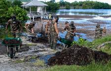 FAA : intervention des militaires pour le ramassage des algues sargasses 